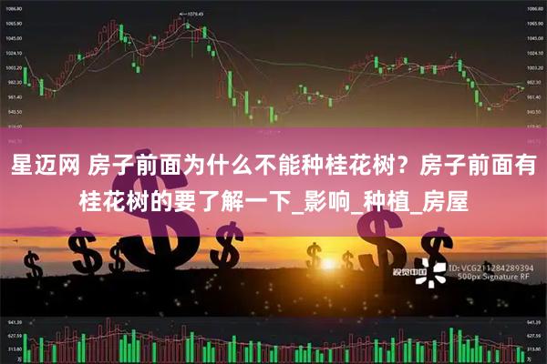 星迈网 房子前面为什么不能种桂花树？房子前面有桂花树的要了解一下_影响_种植_房屋